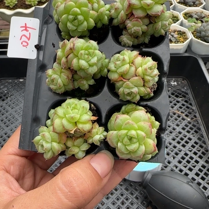 女王边线小脸满18包邮