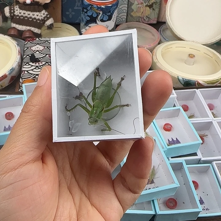 蟋蟀扎嘴全品一条包邮