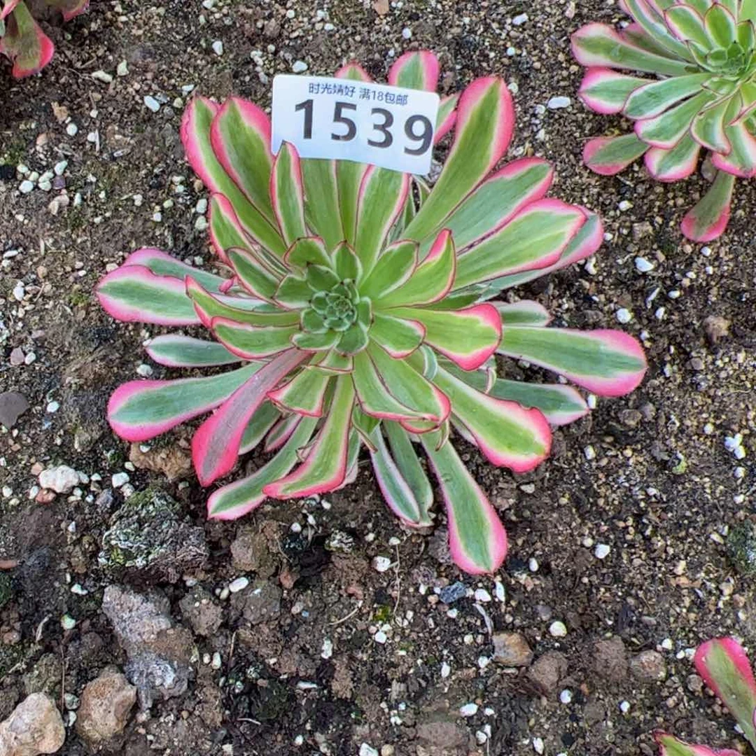 1539粉铜多肉植物