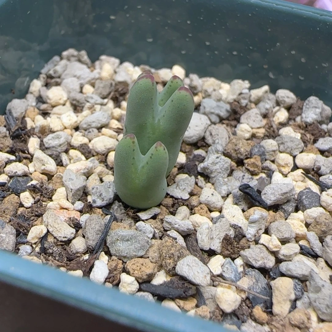 伏***临多肉植物一颗皮卡丘