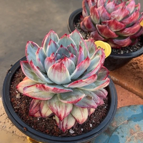 194惊鸿仙子 夏鸣园艺