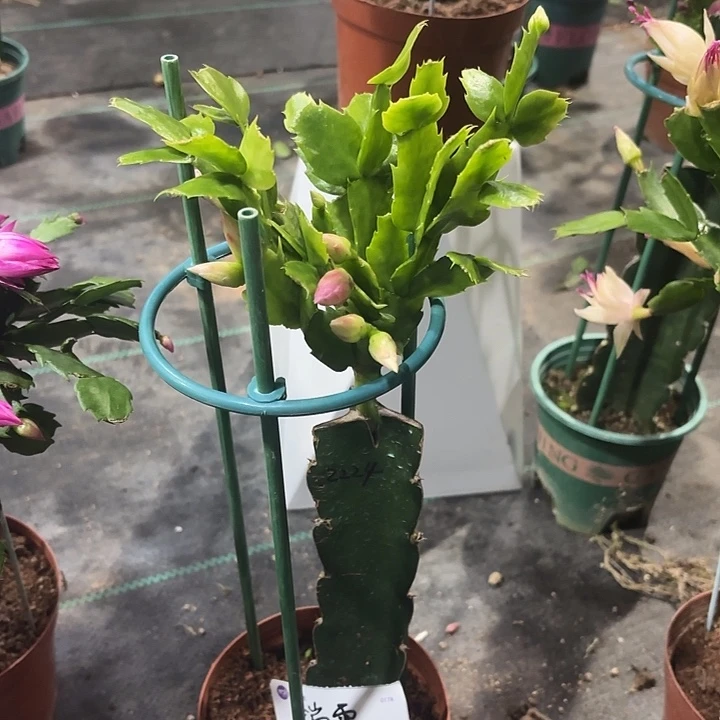 瑞***雪全部花苞2224蟹爪兰