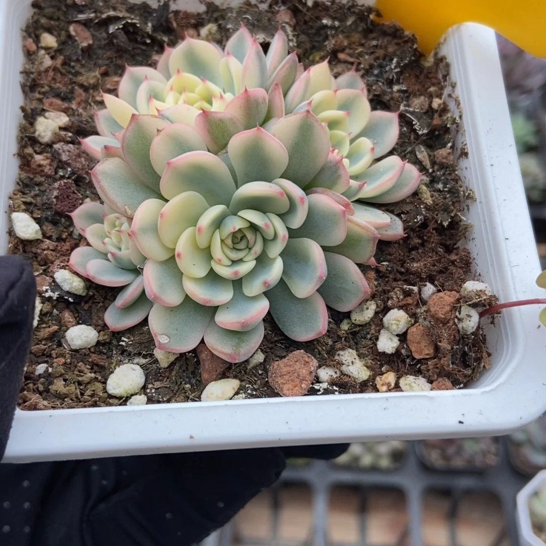 1612忌廉锦多肉植物