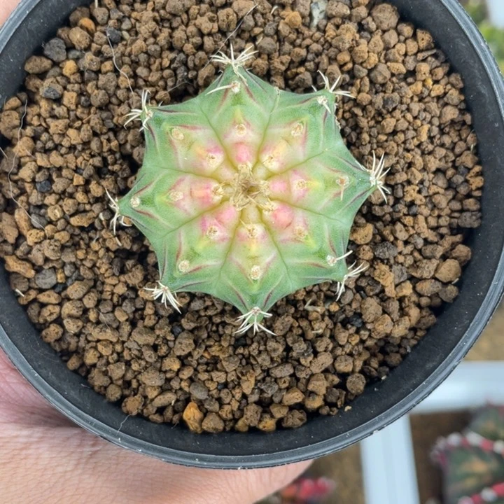 泰系轮回白粉状态00000001