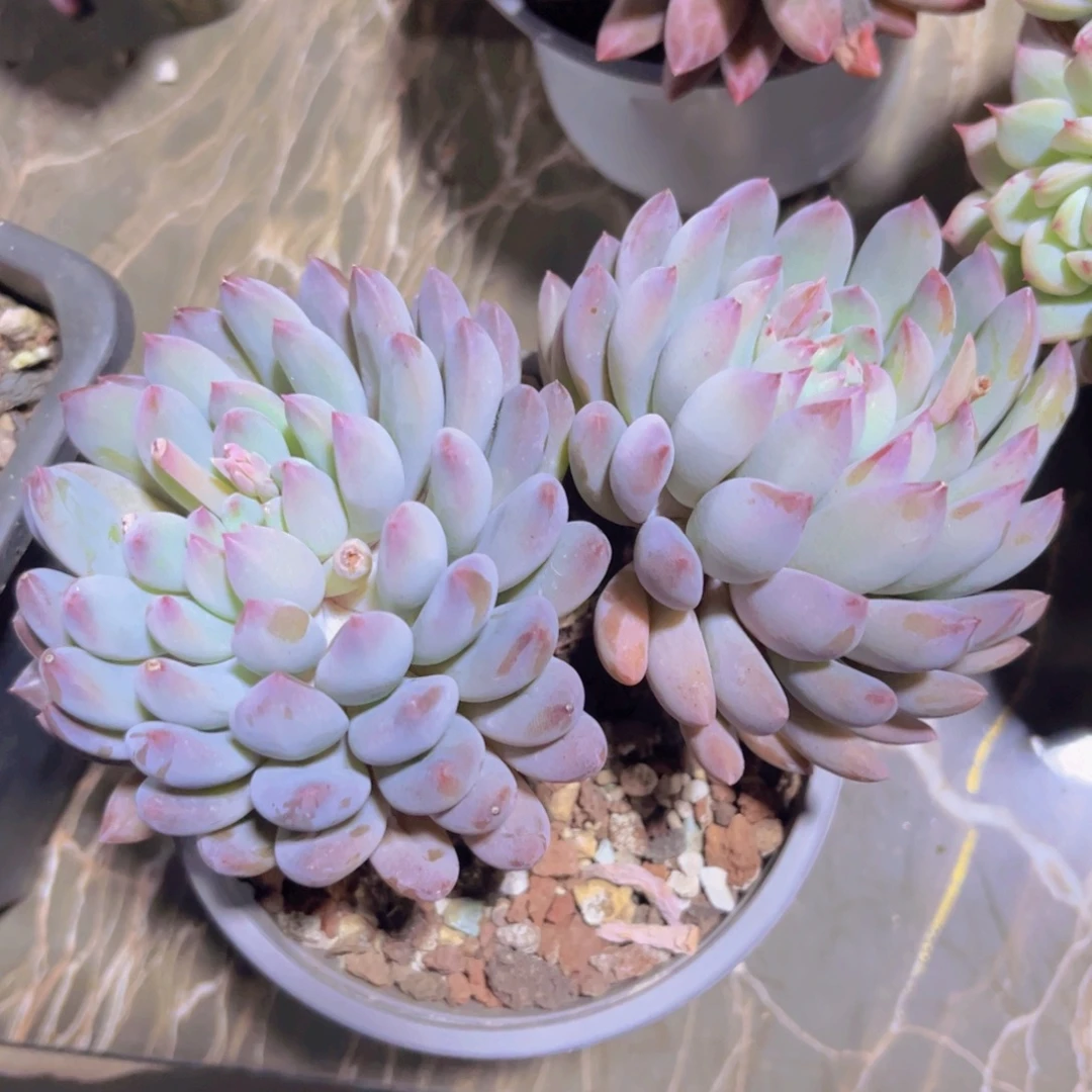 冰淇淋美人04229多肉植物