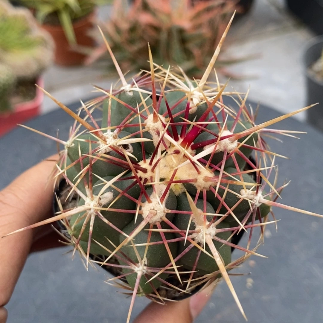 植播园艺红鹰统领