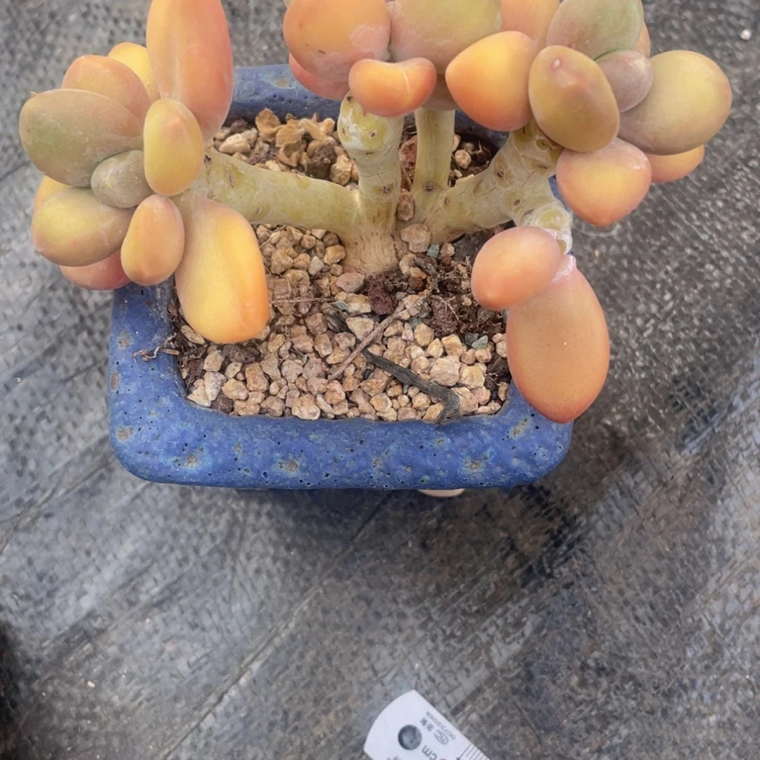 静**?6788888899999999