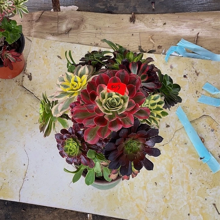 土**子架接法师一个309号