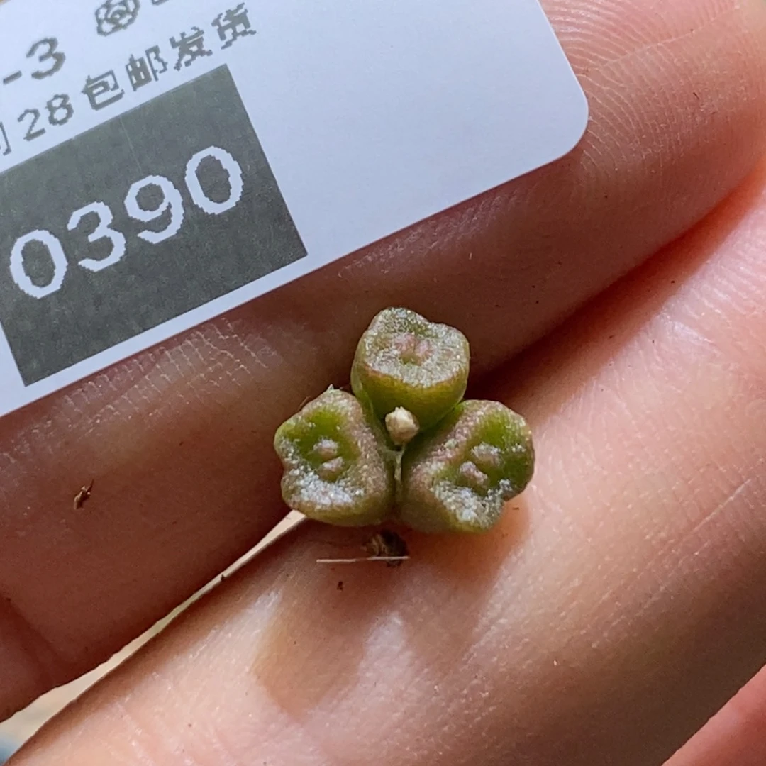 黄**岸2-0490好看好看好看