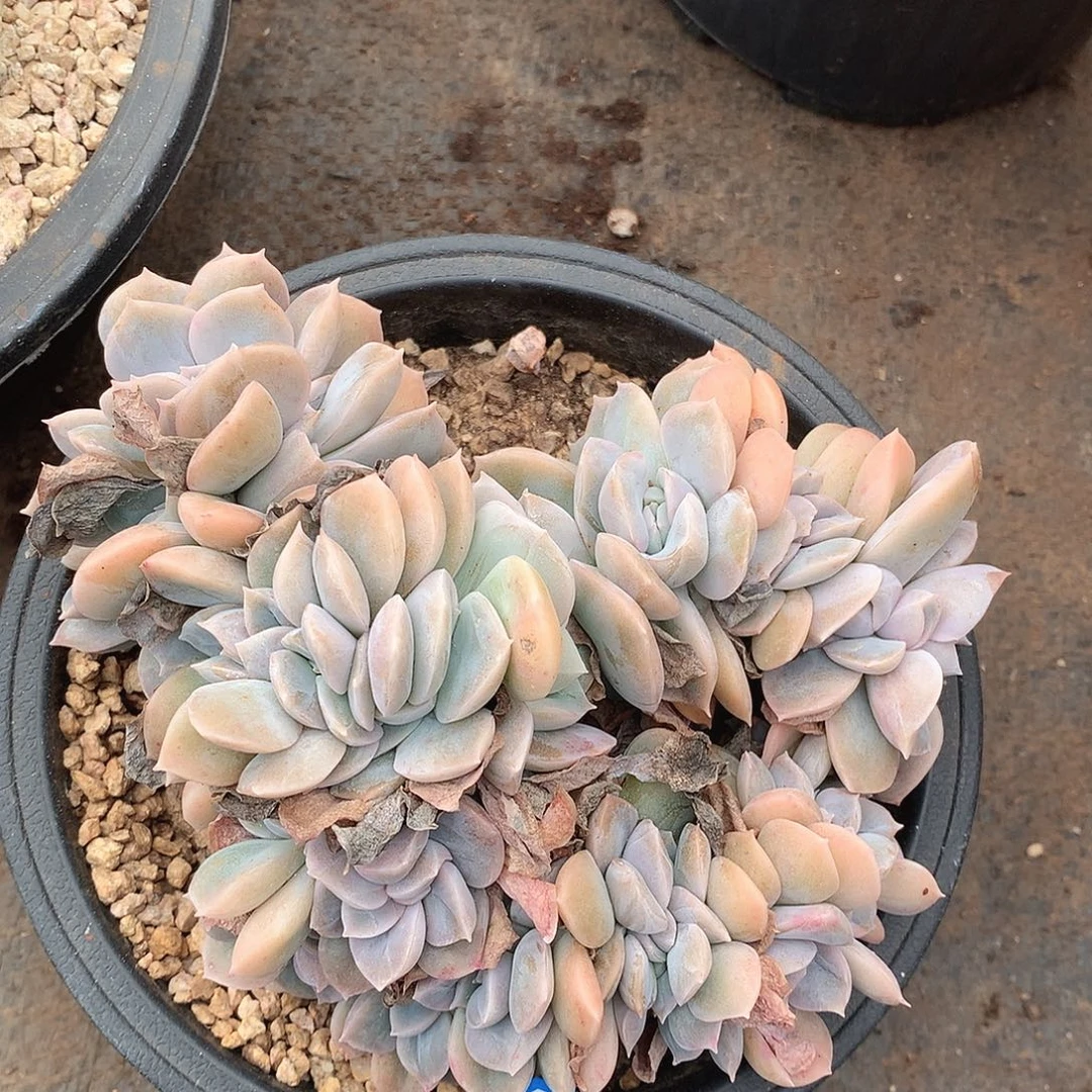 499哈利缀一物一拍多肉