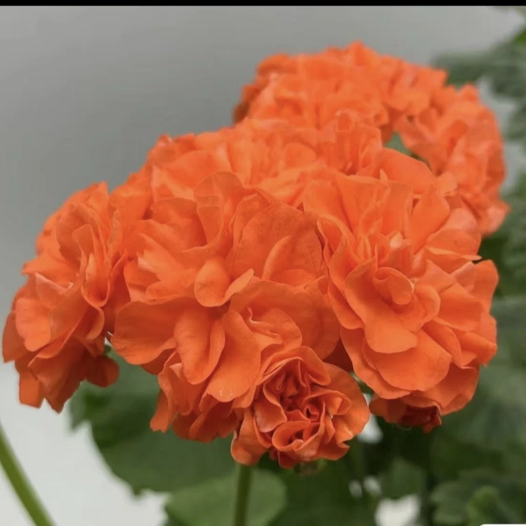 爱的星光。新品天竺葵