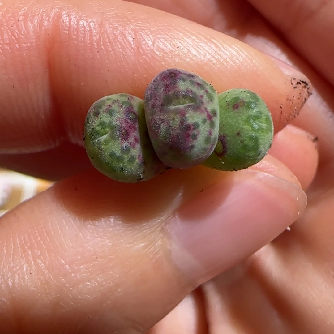 肉锥多肉植物组合-斑马379