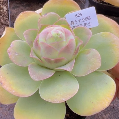 625 山地玫瑰基地福利