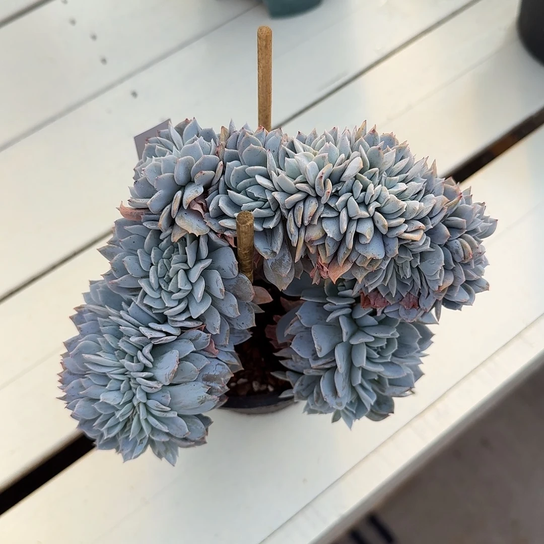 0***^25112664白茶缀化