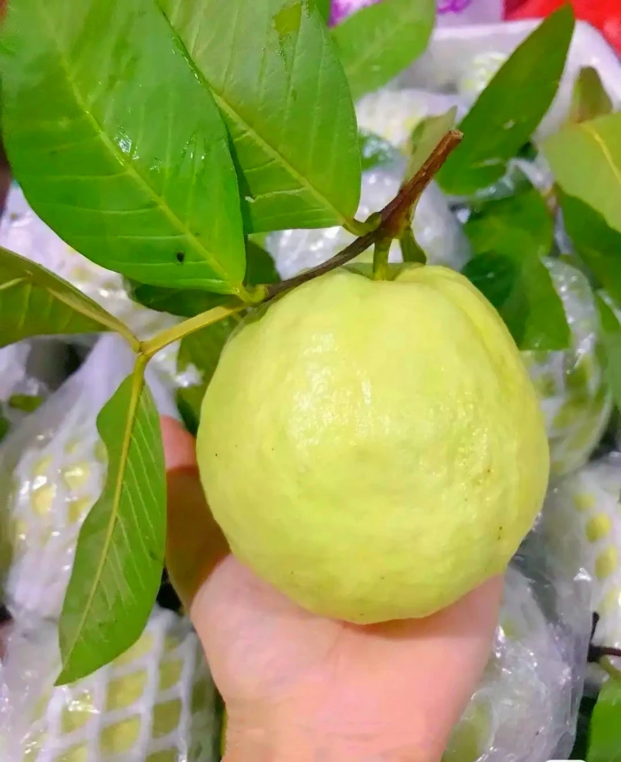 正宗新鲜番石榴芭乐脆甜广西白心新鲜当季水果石榴批发