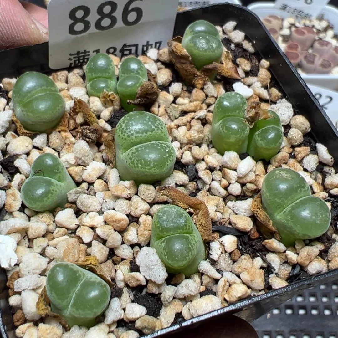 【闪购商品】 886。
