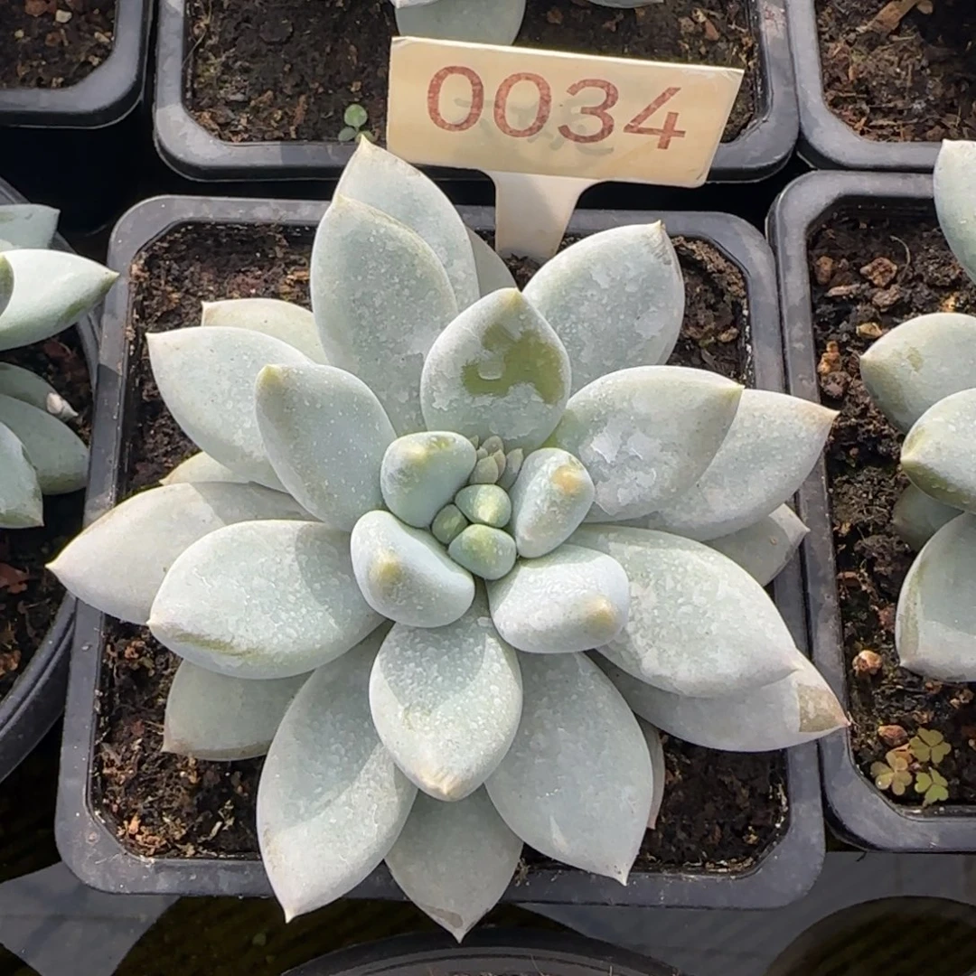 0034。      黄胖哥特单头肉