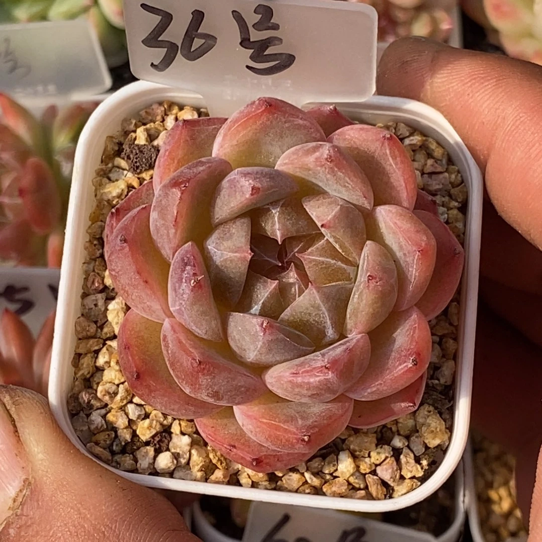 天官赐福百无禁忌