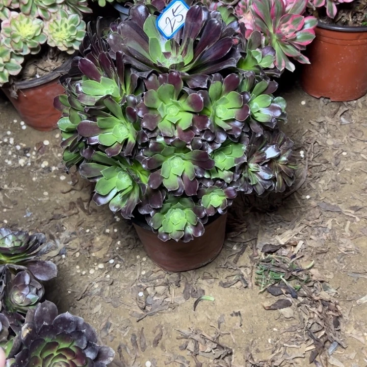 多肉植物欧若拉25