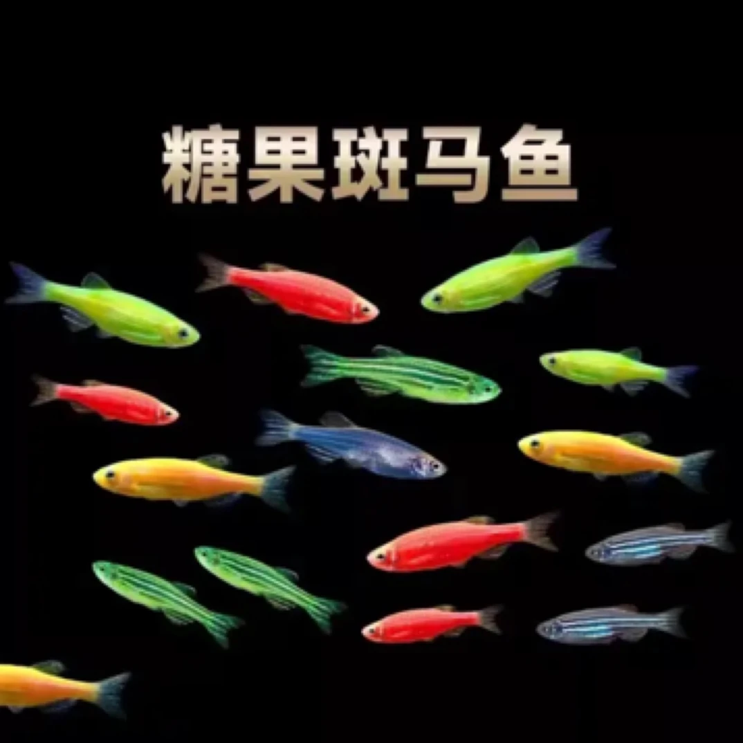 糖果色斑马鱼   终身不褪色