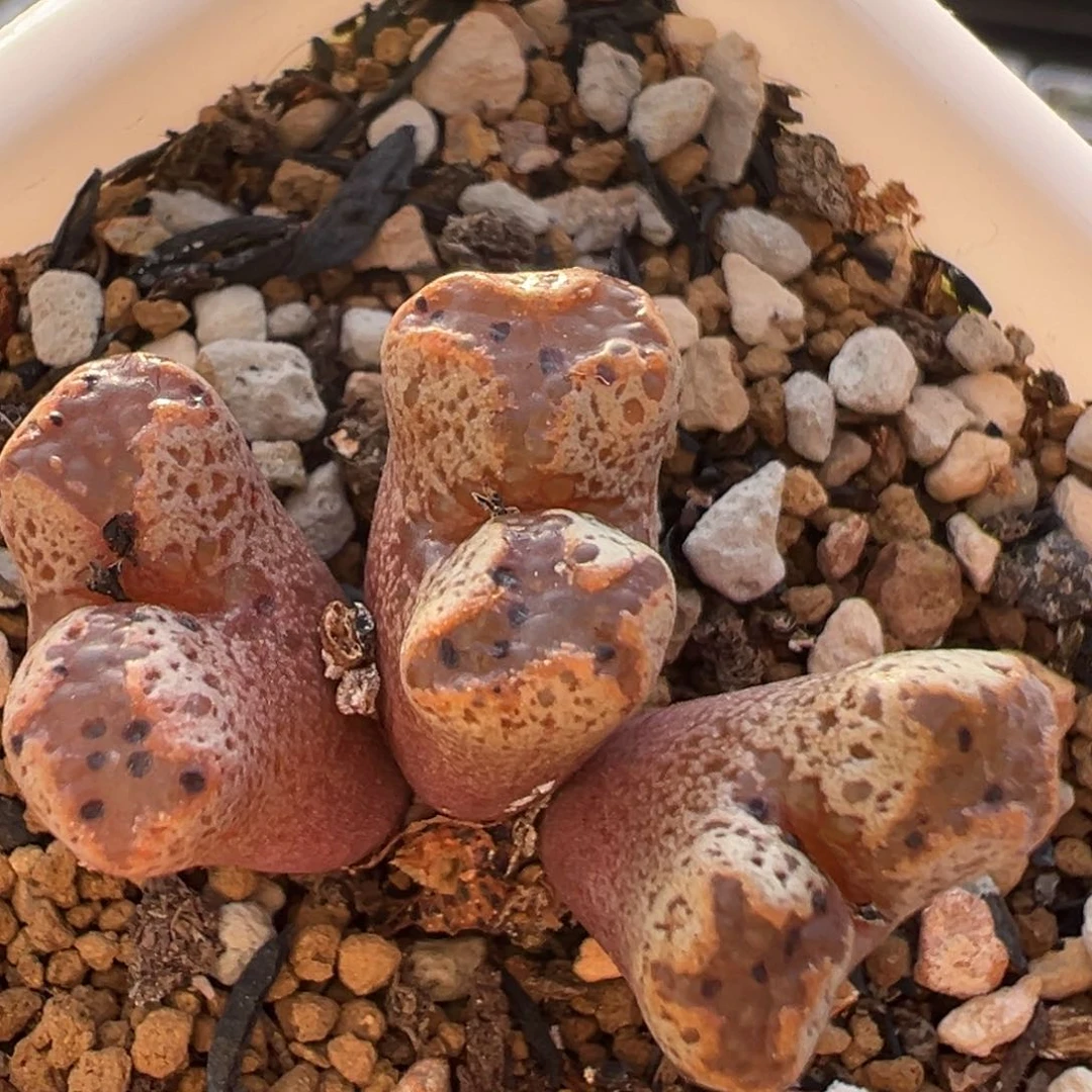 127多肉植物百科知识