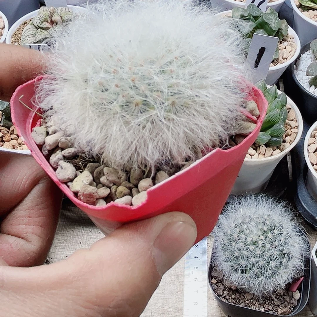 好看的球球新手好养