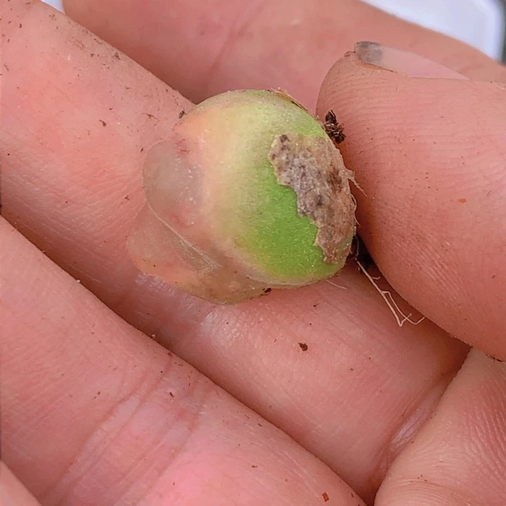 145588695886986665665566866