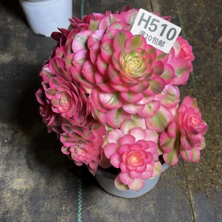 瑞妈一物一拍510