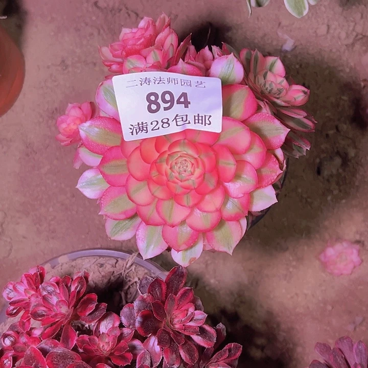 木*姐894荔枝多肉植物砍过侧枝