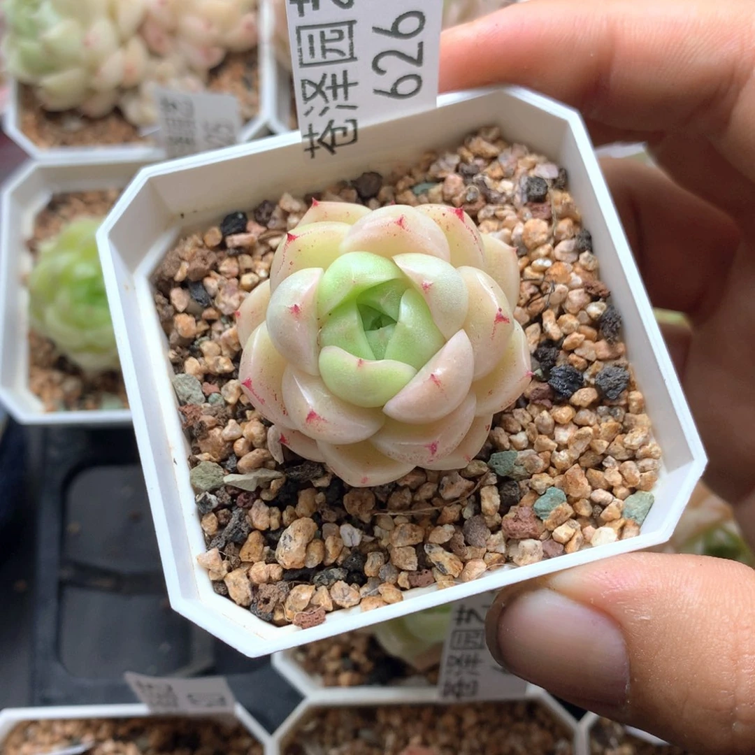 626麦秆单头不包整散