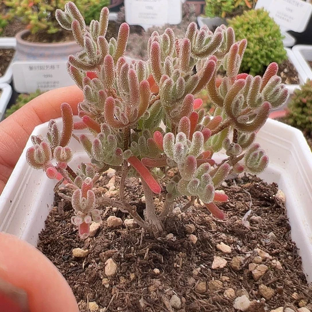 1038号冰晶杂1.1多肉