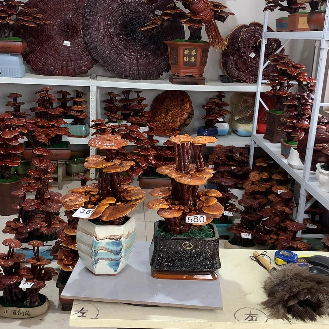 无花朵88888888888888888