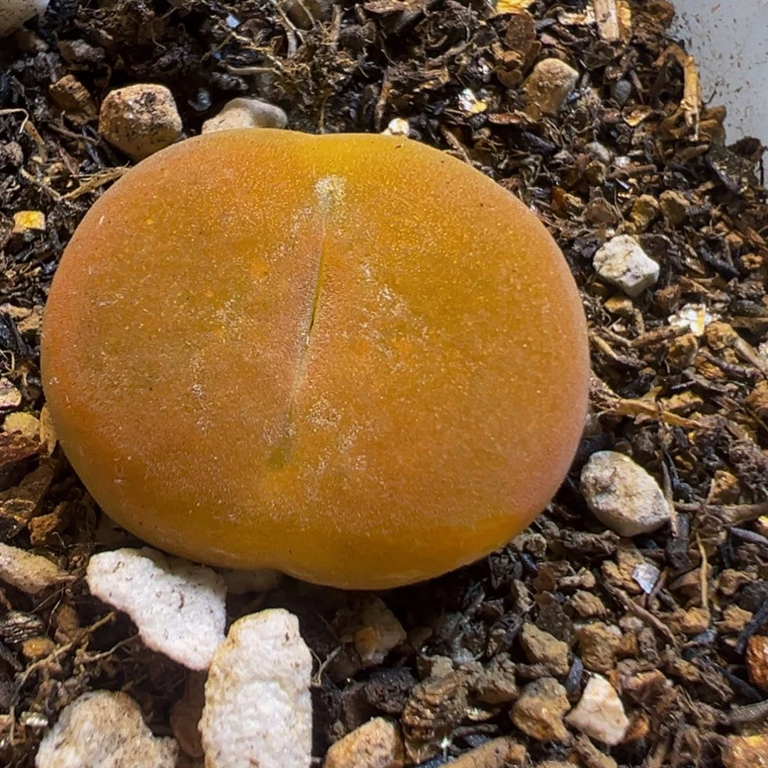 58多肉植物百科知识