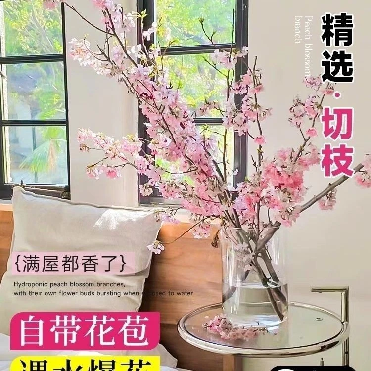 水培樱花枝条鲜切枝带花苞室内客厅茶几桌面鲜花泡水开花懒人好养