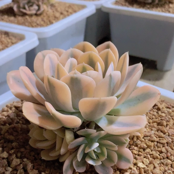 鲁氏锦自然群脱土