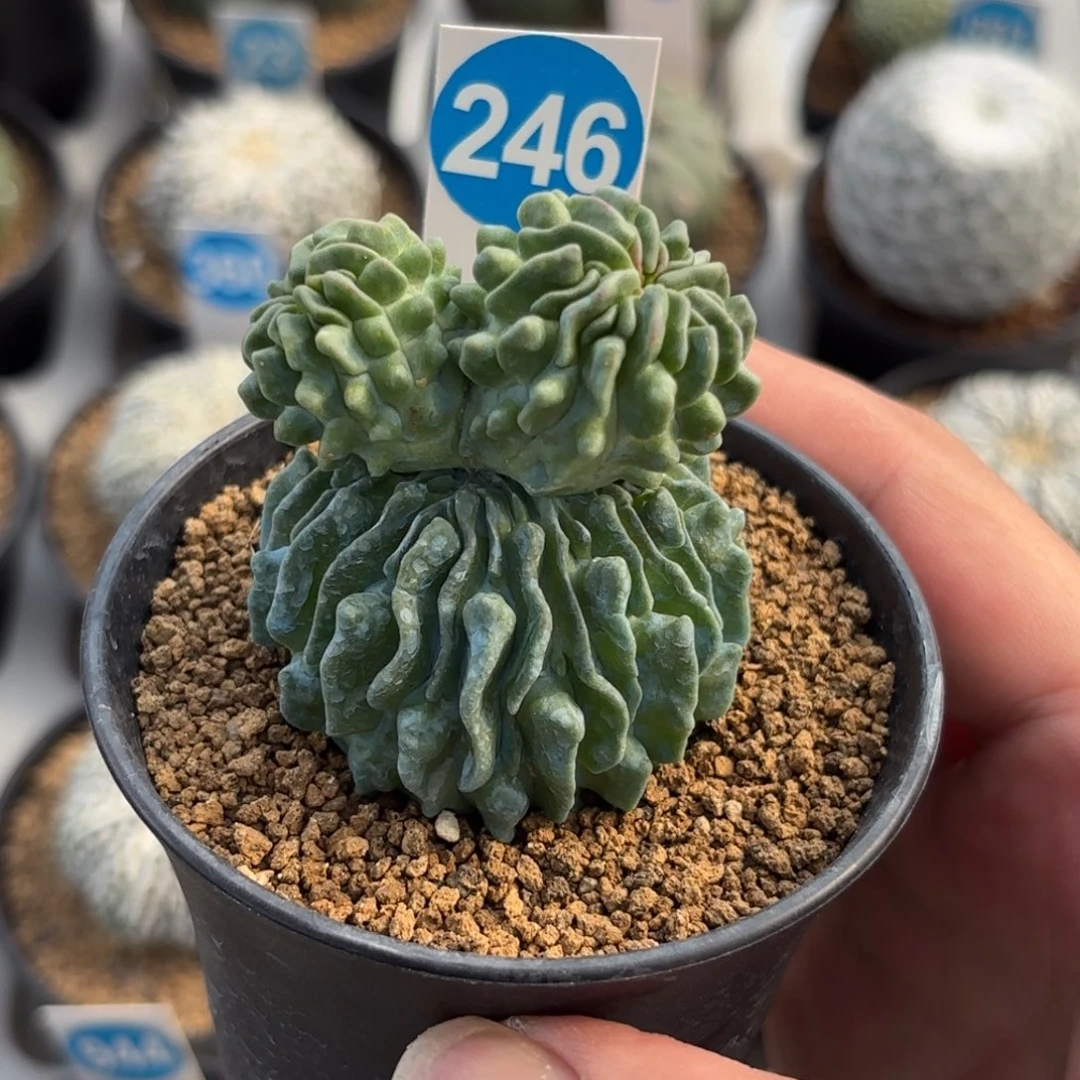 246双头蝌蚪球带盆带土发货