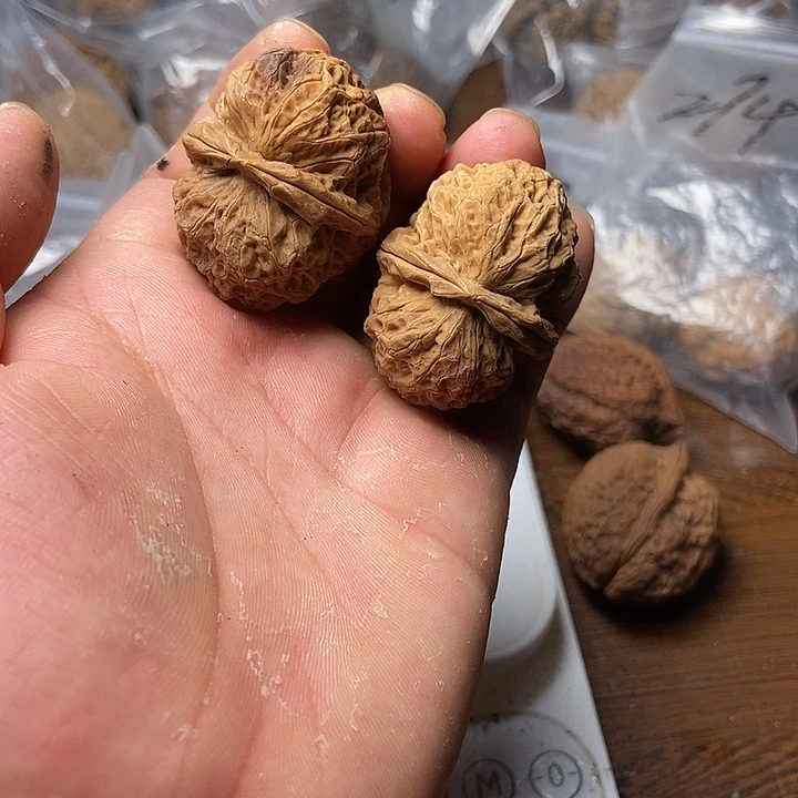 把件文玩核桃云南铁核桃炸福利直播间25号