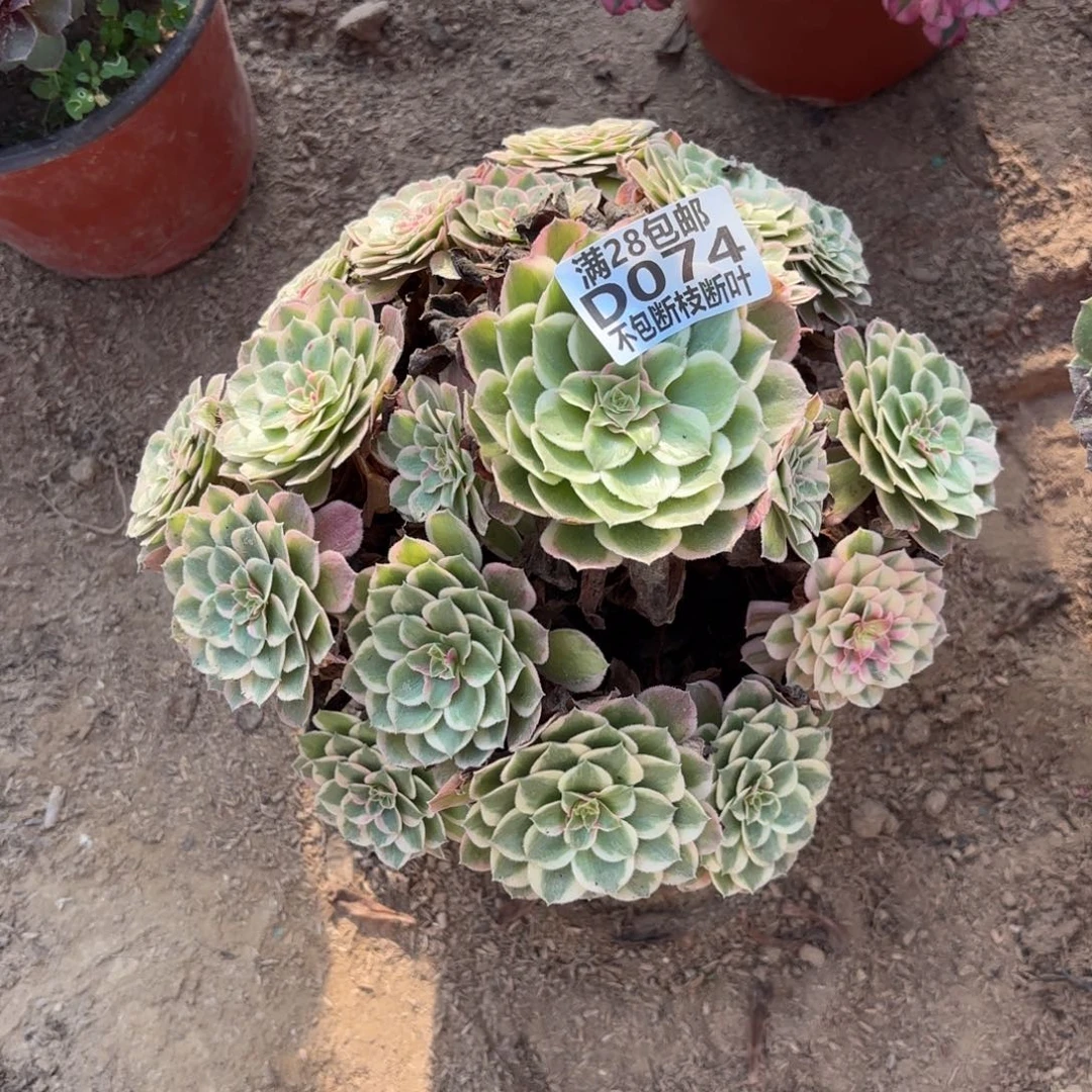 M. 074孔雀翎多肉？cade