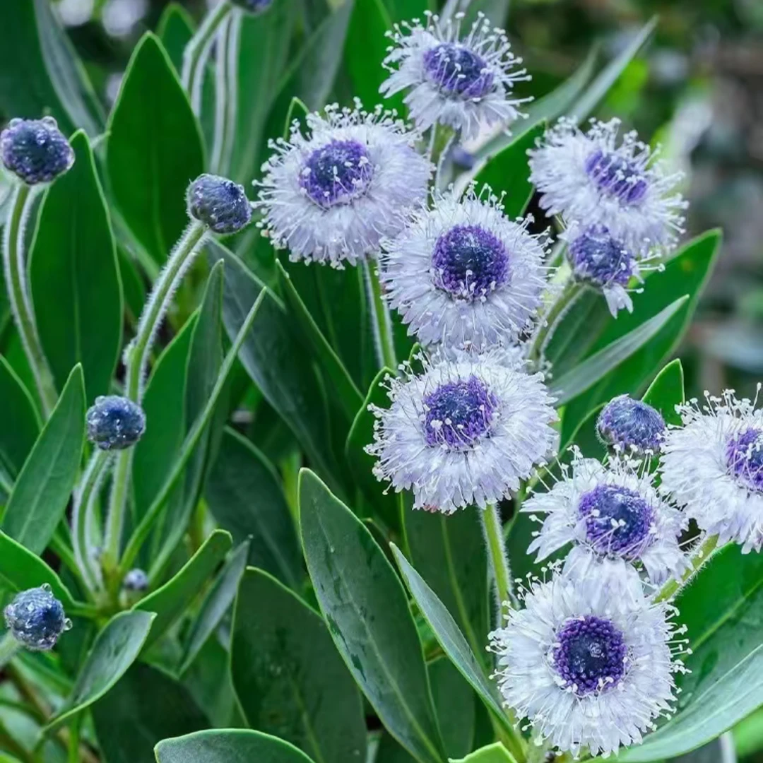 地团花蓝眼睛耐寒耐热多年生阳台庭院花卉植物