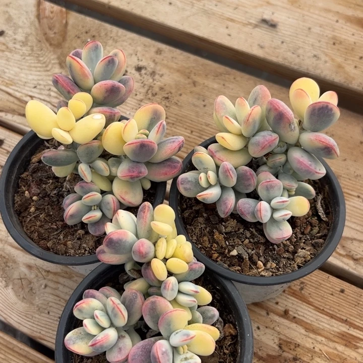 无花朵319号福娘锦三个