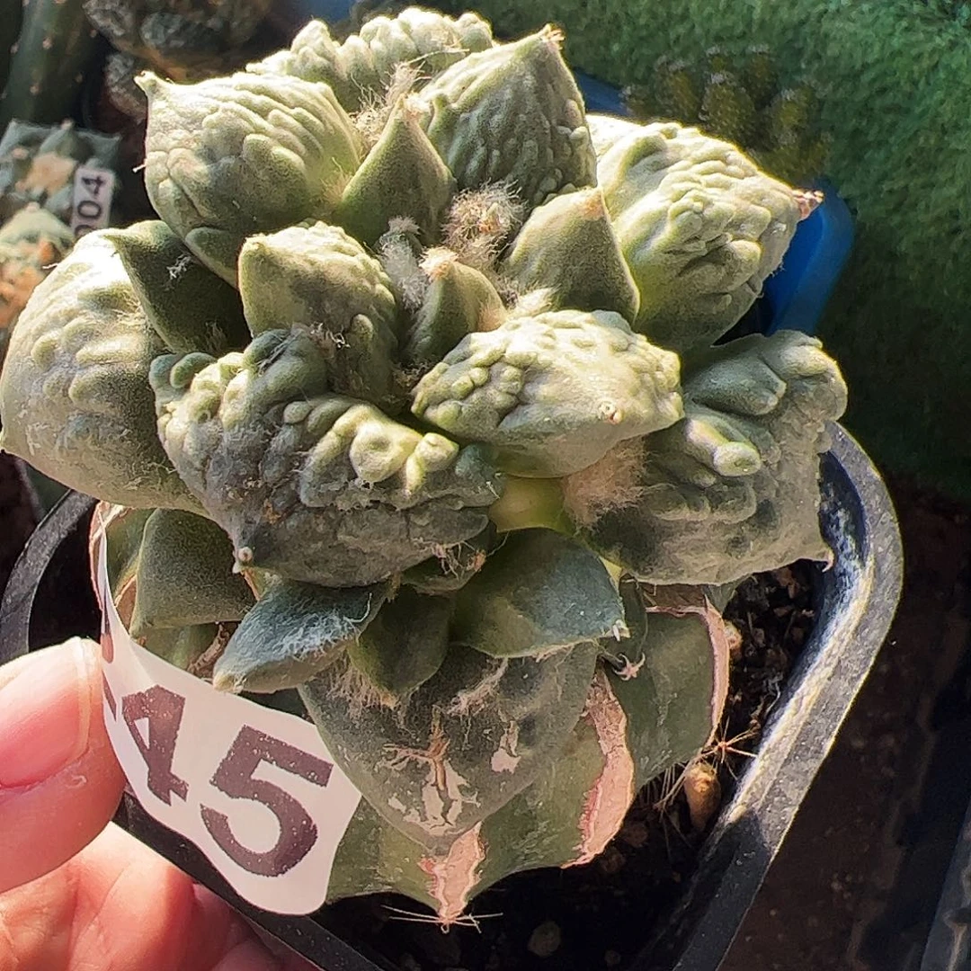 无花朵福利大尤怒涛带个侧芽245