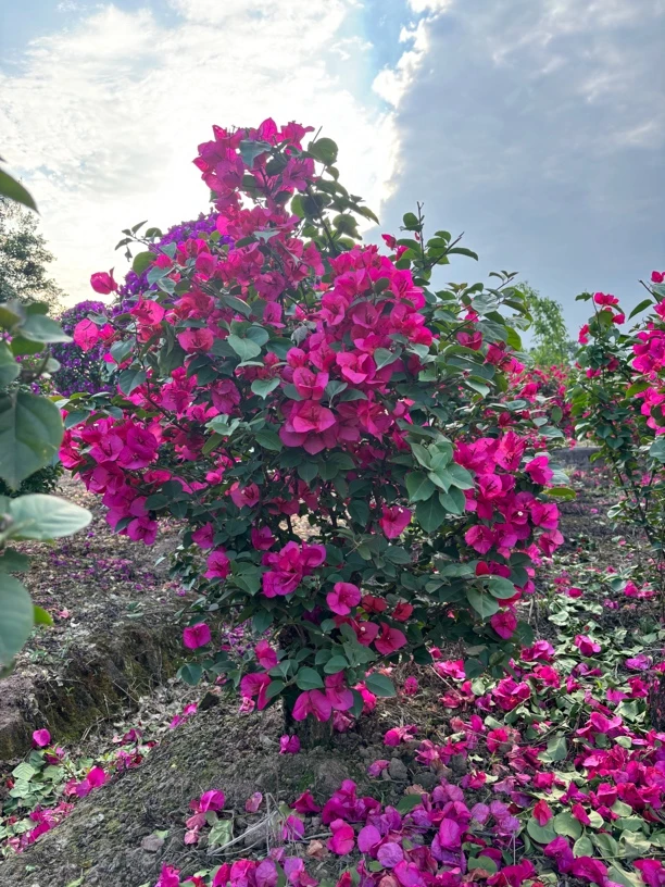 三角梅盆景造景庭院