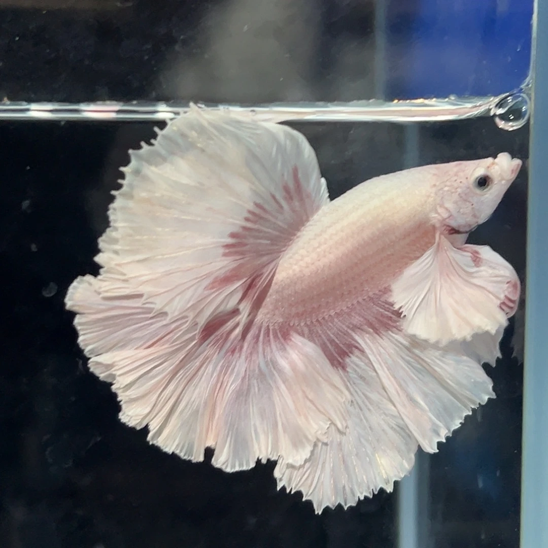 斗鱼28号任选两只8折，一只看个人能力