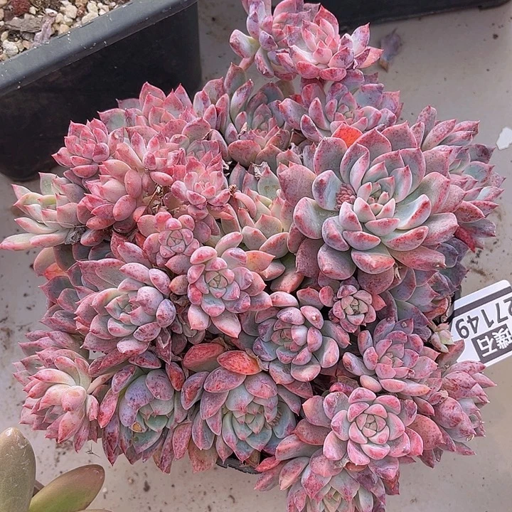 霜花27149多肉植物