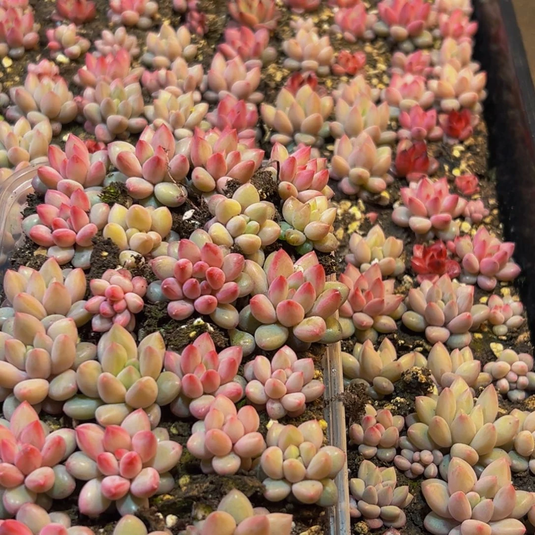 598量拍保底24颗一盒发货