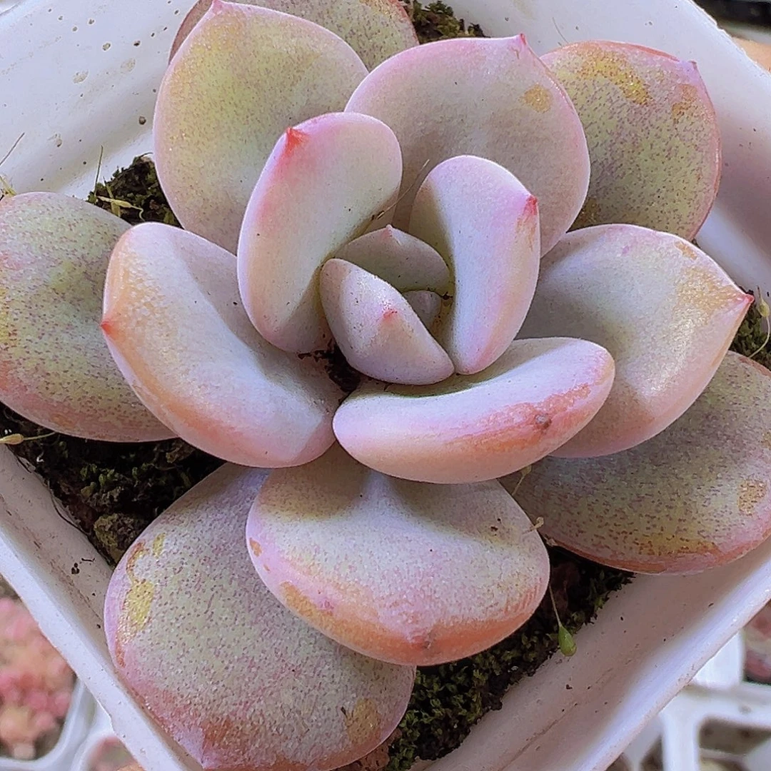 新奶茶19包邮多肉植物