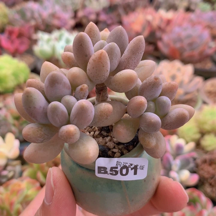 一物一拍含盆土满38包邮B501
