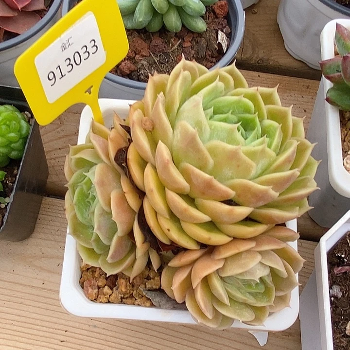 金汇园艺913033昂斯诺