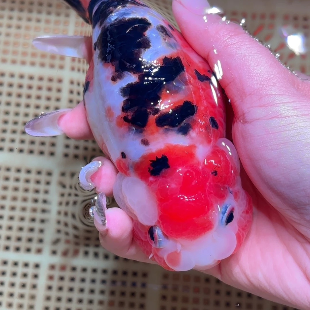 桃****金鱼拍包装包装，不拍包装运费到付