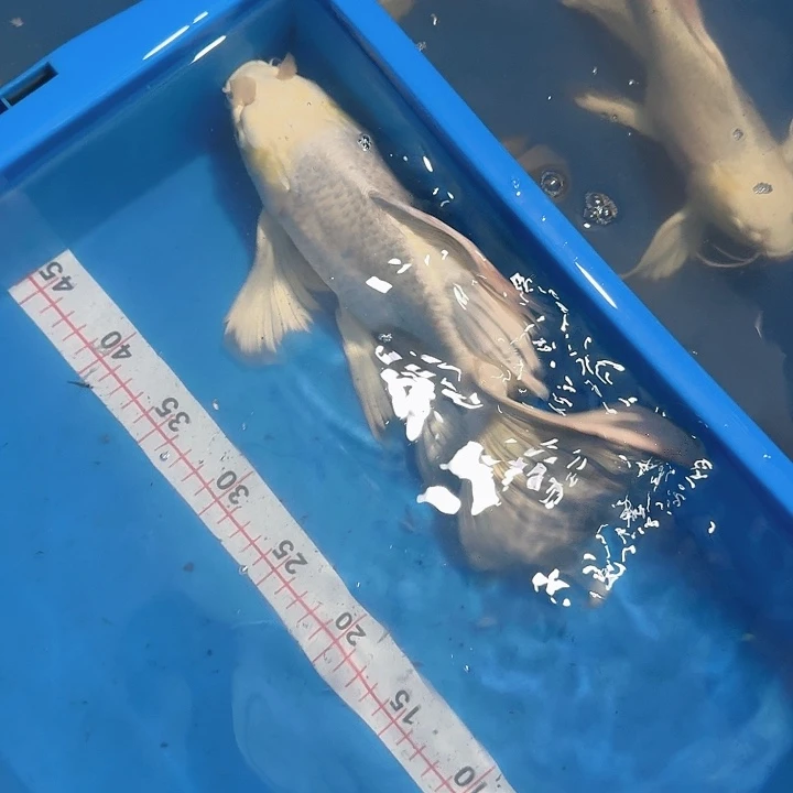 山***司蝴蝶鲤鱼蝴蝶鲤包邮80